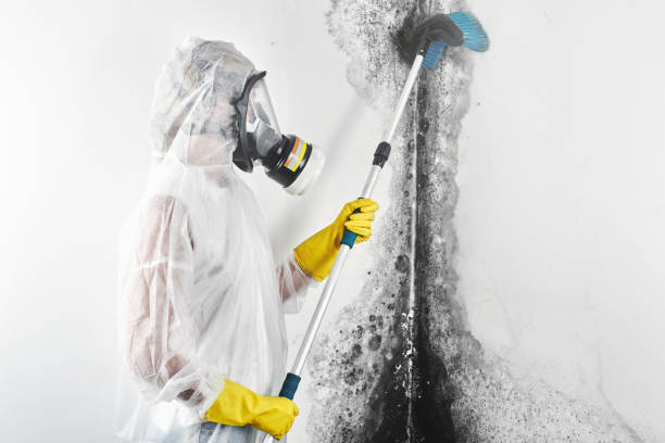  Roselawn, IN Mold Removal Pros